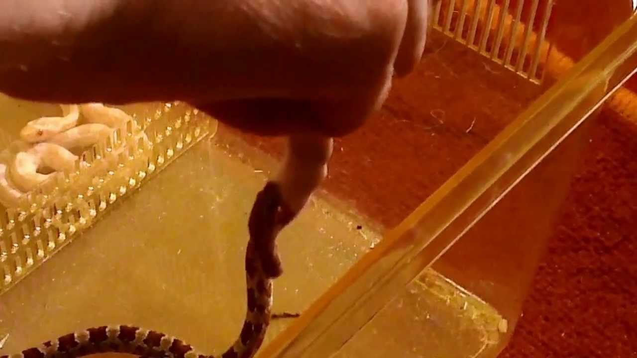 lizard skin grips feeding my snakes