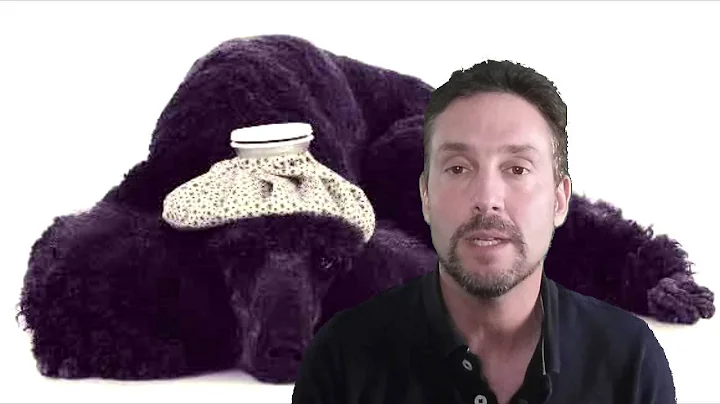 Canine influenza, or dog flu is a influenza virus similar to human flu