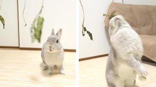うさぎさんが「葉っぱ食い競争」にチャレンジしたら想像以上の盛り上がりに