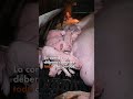 Los cerdos son animales limpios e inteligentes.