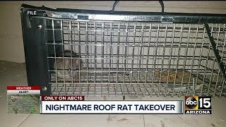 Roof rats crawling inside woman's walls in Scottsdale