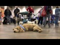 16 Month Old GoldenDoodle, Benson!  Golden Doodle Dog Training | Off Leash K9