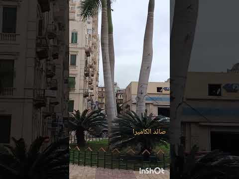 السحر والجمال شارع سينما مترو