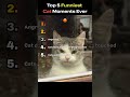 Top 5 Funniest Cat Moments Ever #funniestmoments