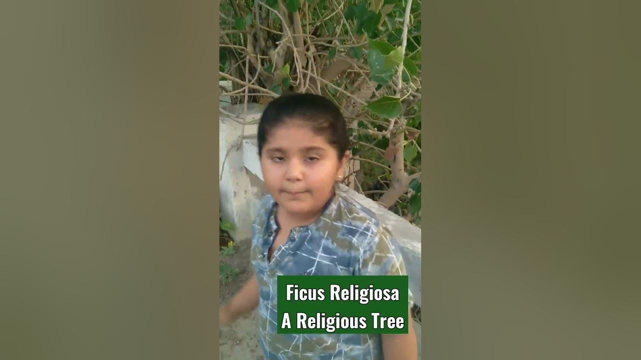Peepal Ka Ped Or Uske Fayde Ficus Religiosa english religion plants peepal-ka-ped-or-uske-fayde-ficus-religiosa-english-religion-plants