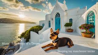 Toy manchester terrier : Relaxing songs with beautiful videos of cute dogs. #dog #beautiful