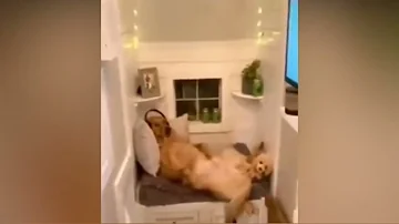 Shot on iPhone meme(Cute Dog watching porn)