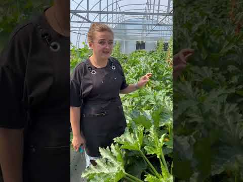 Шикарный кабачок! #сад #дача #огород #семенаалтая