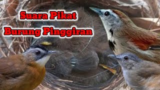 Suara Pikat Burung Pinggiran 💯% Ampuh Mengundang Burung Tepus Pelanduk Topi Hitam Pelanduk Semak DLL