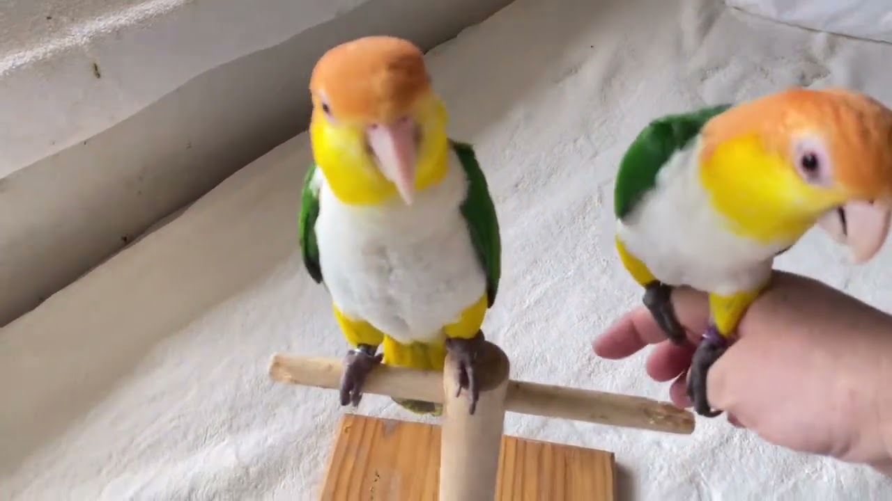 22 06 22 コザクラインコ里親募集中 Youtube 22 06 22 コザクラインコ里親募集中 Youtube