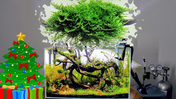 Any tips on growing christmas moss? Currently has some sort of cotton like  algae on it. Any insights would be appreciated. : r/Aquascape