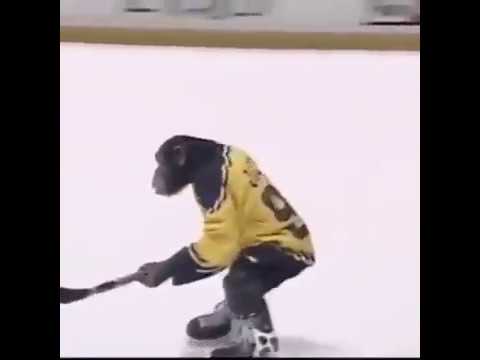 Купание обезьяны хоккей. Обезьяна хоккей. Обезьяна в хоккейной форме. Обезьяна хоккейный судья. Обезьянка в хоккее.
