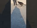 Tasha#cute #vlog #funny #huskydog #dogbreed