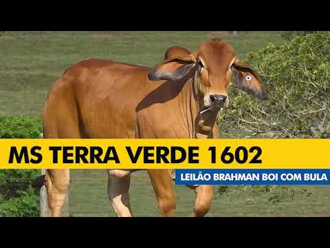 LOTE 43 - ELEN 1602