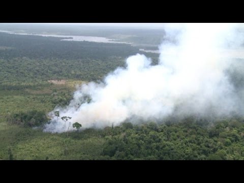Greenpeace denuncia deforestación