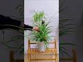 Decorate flower plant a hot day it will beautiful #shorts #plants #houseplants