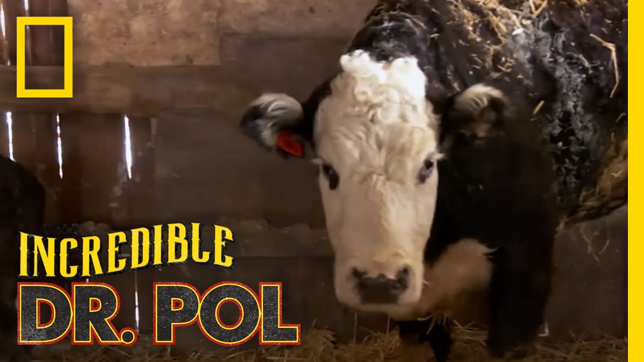 Cow-a-bunga! | The Incredible Dr. Pol
