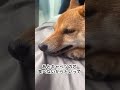 飼い主に物申す柴犬 #豆柴 #ひろゆき