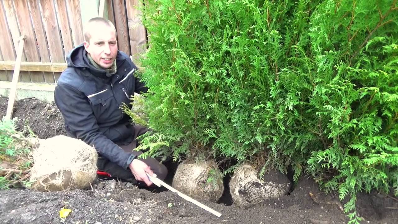 Hecke pflanzen, Thuja, Erster Heckenschnitt, TUTORIAL