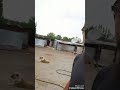 Ungurtas da sıradan bir gün