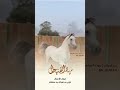 مربط الفنجال لرجل الأعمال تركي بن فنجال بن سلطان 2023 مربط الفنجال لرجل الأعمال تركي بن فنجال بن سلطان 2023