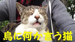 キジ白 サバ白 Youtube