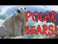 Polar Bears! Learn Fun Polar Bear Facts for Children
