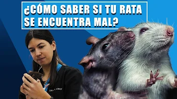 ¿Por qué las ratas estornudan en rojo?