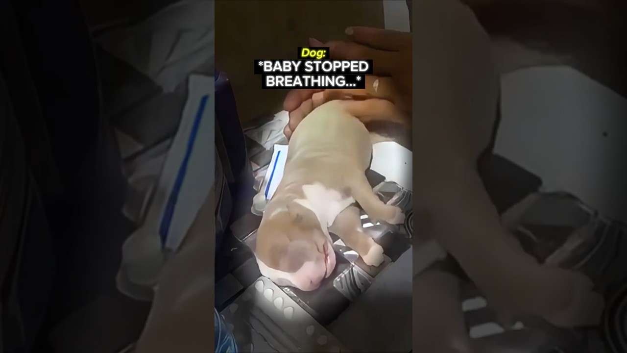 Mother Dog’s Pain After Losing Her Baby 💔😭
