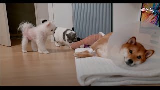 What our little pets did when big dog's sick (petlog 43)