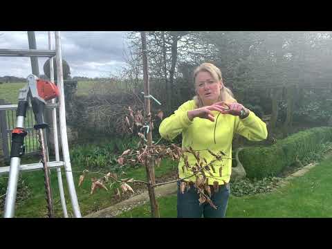 Pleached trees & how to make them