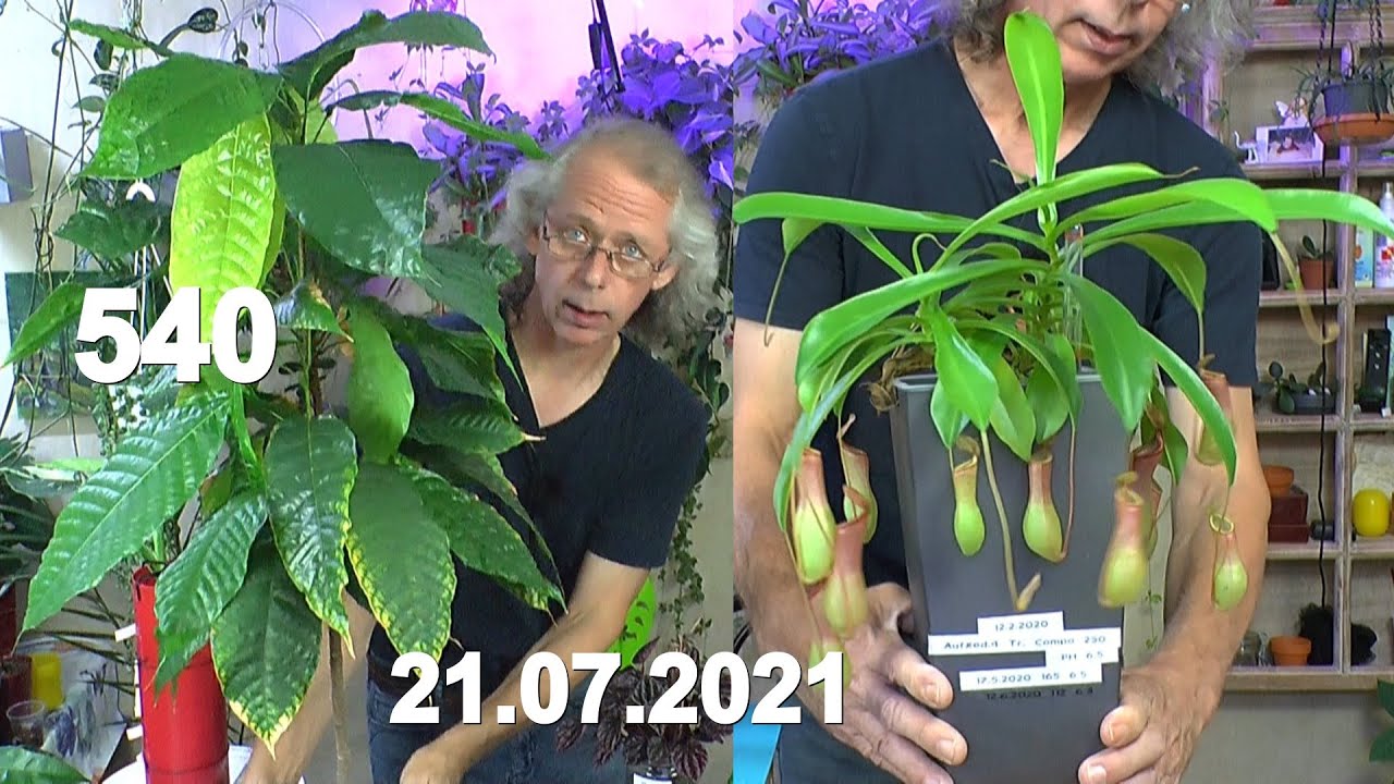 schlumbergera truncata variegata Schlumbergera truncata 'Pink' | Plants