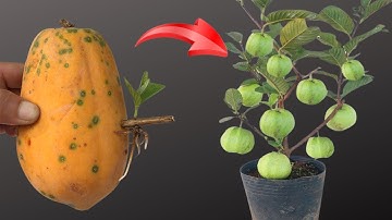 NEW TECHNIQUE for propagating guava using papaya fruit