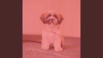 Pulsating Backdrops for Happy Doggies