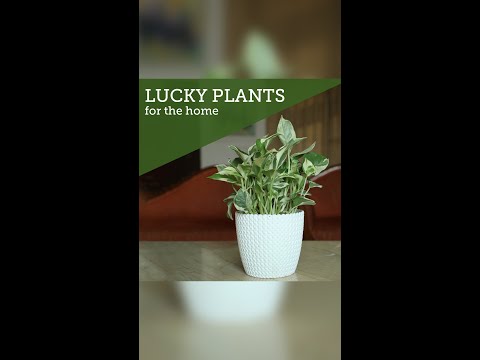 Top Good Luck Plants For Home | Houseplants for Luck, Fortune u0026 Prosperity