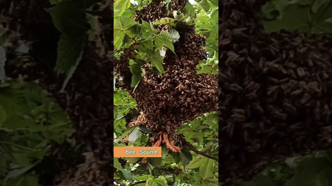 Natural Honey Bee Sound 🐝 