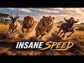 Fastest Land Animals in the World | 9 Speed Champions You Won’t Believe