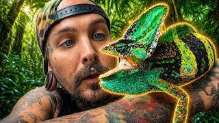 Catching INSANE WILD CHAMELEONS in FLORIDA!