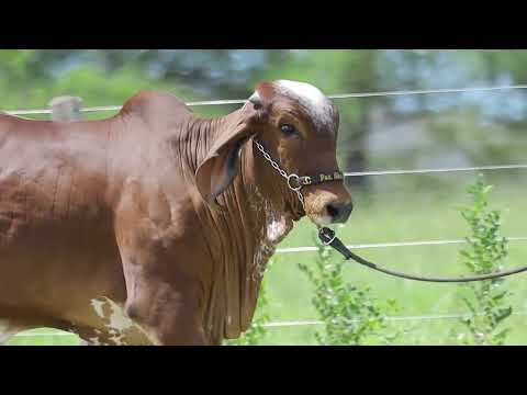 LOTE 24 – LENDARIA FIV CABO VERDE JCVL4360