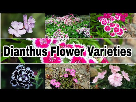Video: Carnation flower: description, cultivation, varieties