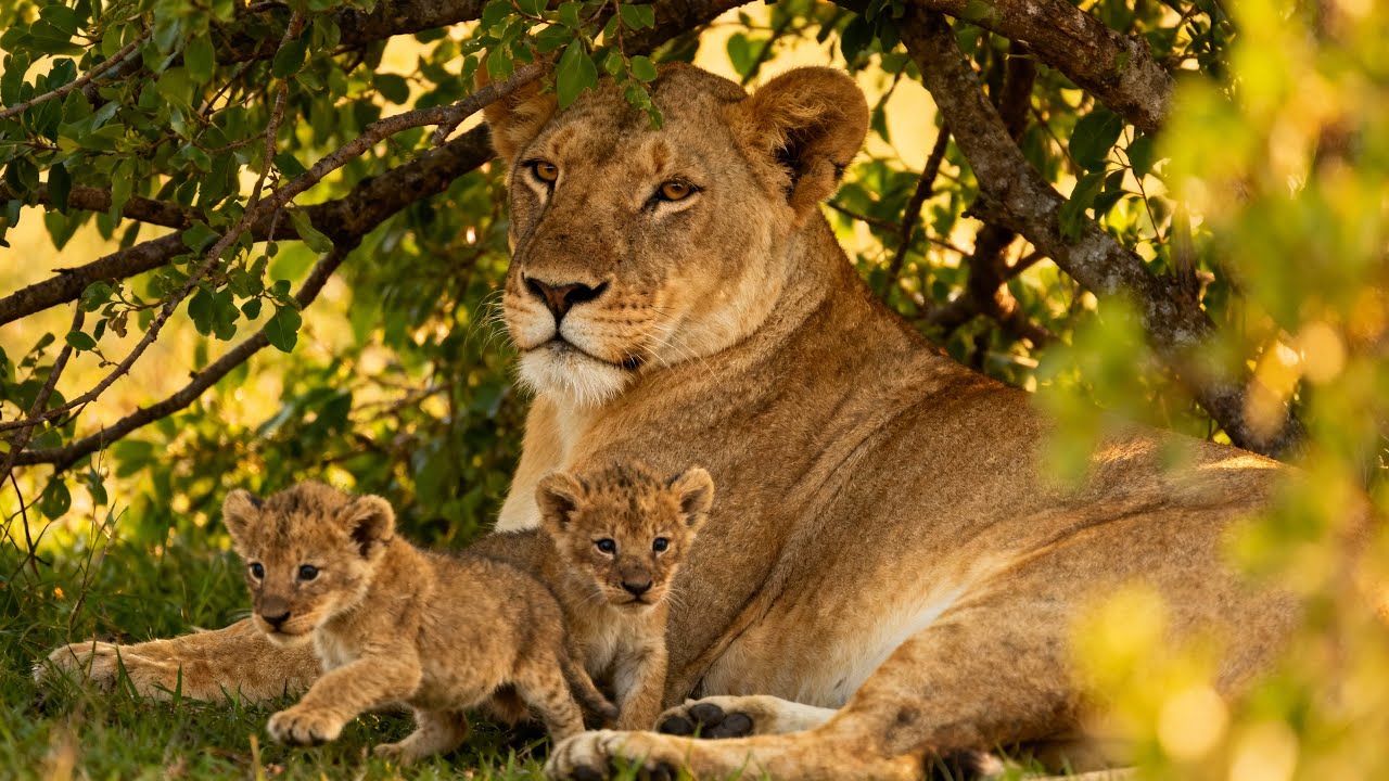 One hour no music only wildlife sounds | African Savannah Lions