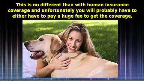 Pet Insurance Pre Existing Condition