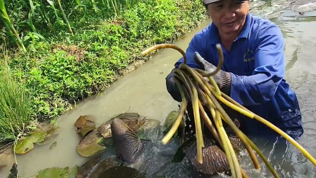 Nhổ bông súng quây tất cả đồ rẩy hái được 