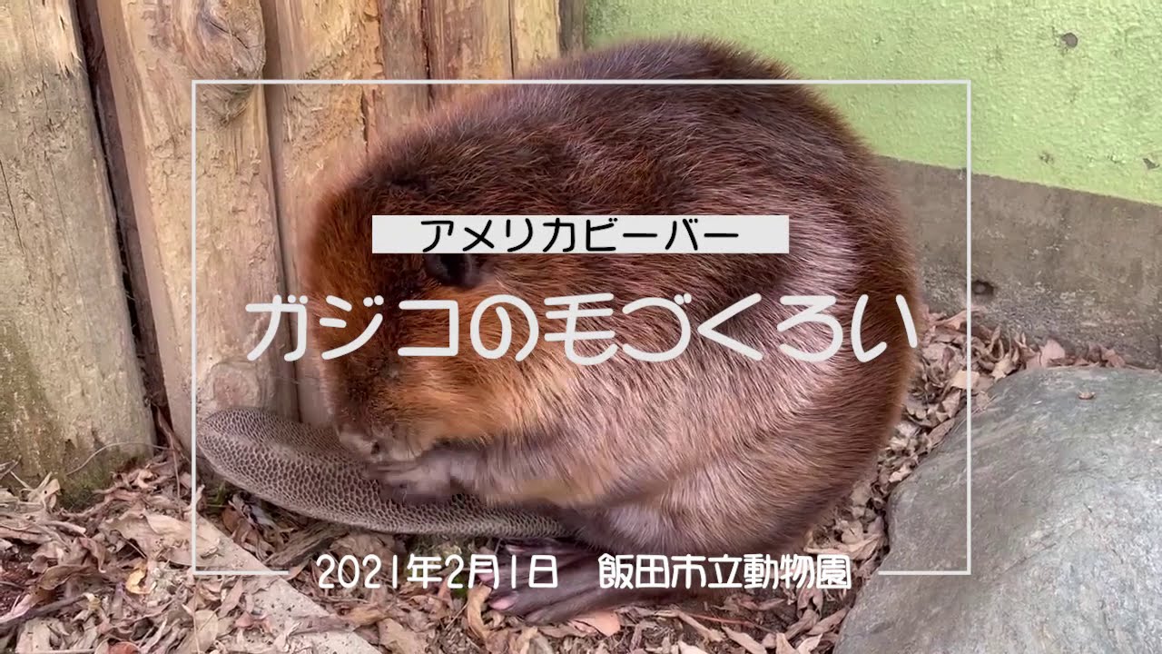 【飯田市立動物園】アメリカビーバーのガジコさんの毛づくろい2021/2/1【集えガジガジガジリン党員】