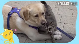 Retriever That Cats Approach Whenever Outside (Part 1) | Kritter Klub