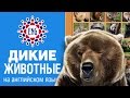 Дикие животные на английском языке | Для детей и начинающих