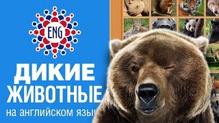 Дикие животные на английском языке | Для детей и начинающих screenshot 4