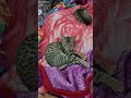 Hamari cats 😍🧿😊 #cat #catsworld #catshorts #cutecat