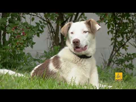 Video: Ի՞նչ է լեյշմանիոզը շների մոտ: