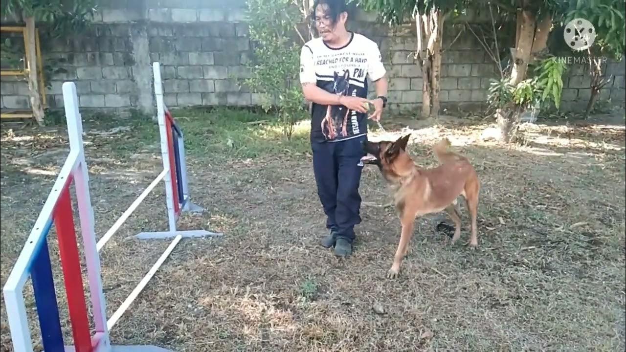 How to teach your dog to jump over hurdles for beginners (Tutorial) YouTube